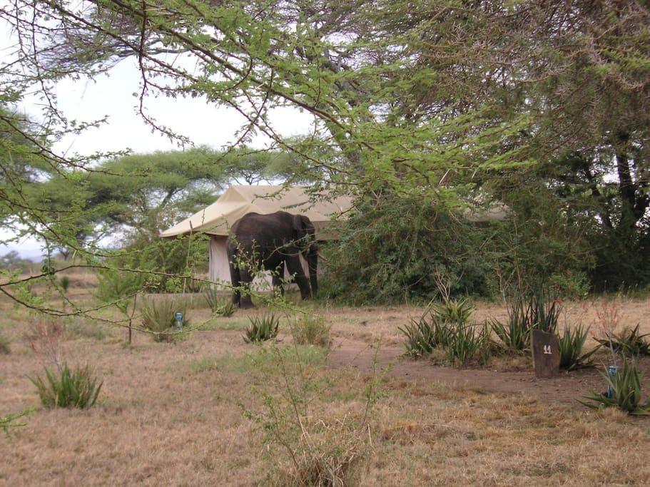 Mapito Tented Camp Serengeti Extérieur photo